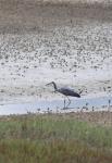 010 Miranda - Matuku moana white face heron, Estuarine Mud Crabs