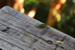 189 Taranaki Mounga National Park - Subalpine Green Cicada