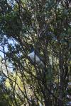 Kereru in the garden 03