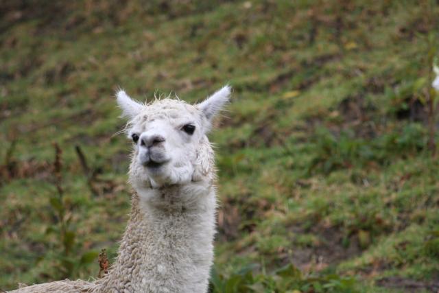 32 - Alpaca, Mistletoe Bay campsite