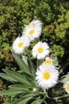 009 - Large Mountain Daisy, Sealy tarns walk, Mount Cook