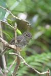 Karori - Birds - Robin