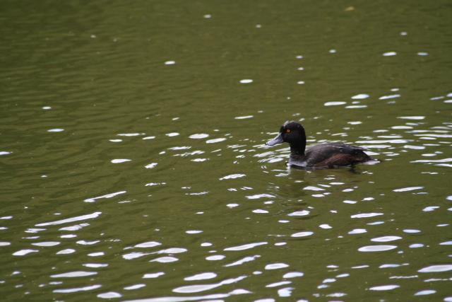 Karori - Birds - Scaup