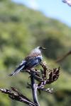 Karori - Birds - Tui on a flax flower