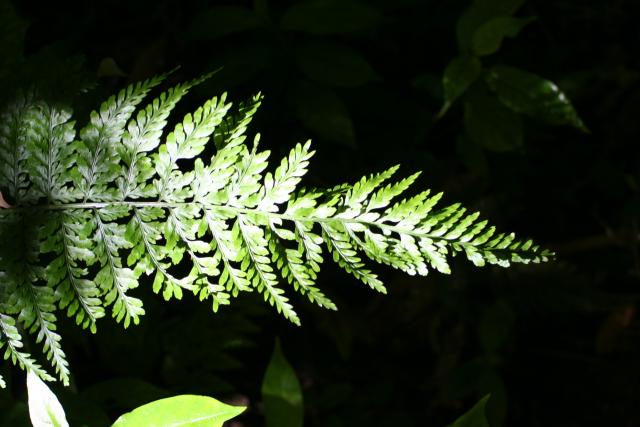 Karori - Ferns - Hen and chicken fern (Asplenium bulbiferum, pikopiko)