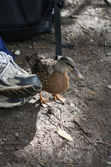 Karori - 09 - Female Mallard duck