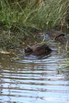 Karori - 24 - Brown teals