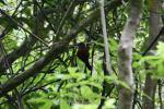 Karori 14 -  Tieke (saddleback)