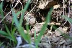 Baby Tuatara