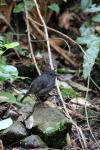 04 - Toutouwai (North Island Robin)