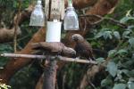 10 - Kaka at feeder