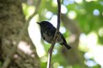 Kapiti Island - 04 - Toutouwai (Robin)