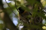 Kapiti Island - 13 - Hihi (male) in hiding