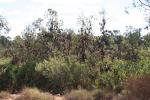 048 - Flying Foxes, Nitmiluk National Park