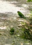 Kapiti Island - Oiseaux - Kakariki