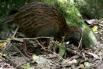 Kapiti Island - Oiseaux - Weka 1