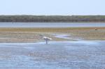 034 - Kōtuku (white heron), Ōkārito Lagoon