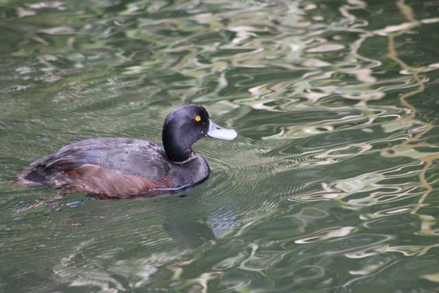 Rotorua 2019 - 13 - Rainbow Springs - Papango