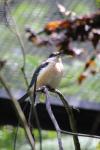 Rotorua 2019 - 19 - Rainbow Springs - Kingfisher Kotare