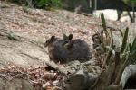 Wellington Zoo - 19 - Wallabies