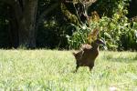 16 - Weka at Ship Cove