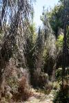 108 - Mahia Peninsula - Lancewood alley, Scenic Reserve