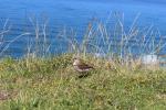 005 - New Zealand Pipit - Pīhoihoi