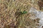 France 2019 134 - Barbitiste ventru (Polysarcus denticauda)