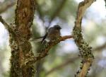 107 - Mahia Peninsula - Fantail, Scenic Reserve