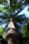 079 - Redwoods treewalk, Whakarewarewa