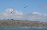 38 - Whatipu - Brown Southern Gulls