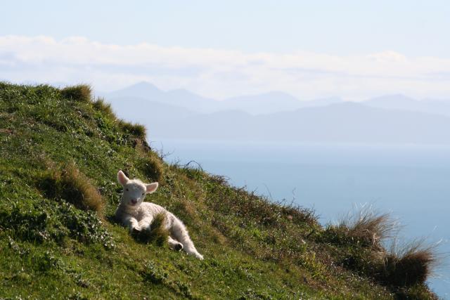 Makara 06 - Lamb and South Island