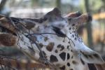 Wellington Zoo 45 - Giraffe