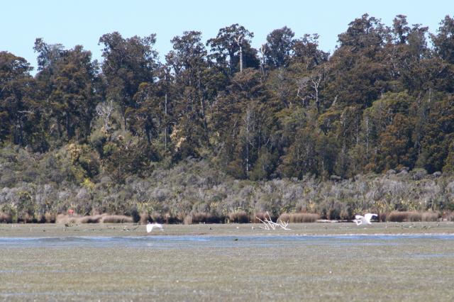 033 - Kōtuku (white heron) in flight, Ōkārito Lagoon