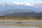 043 - Pied stilt, black shags, godwit and kōtuku