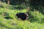 03 - Takahe