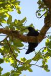 Karori - Birds - Tui