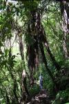 Karori - Park - Jeff under tree ferns (ponga)