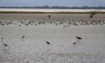 005 Miranda - Matuku moana white face heron, Poaka pied stilts, Kuaka bar-tailed godwits