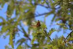 120 - Monarch Butterfly, Rotorua