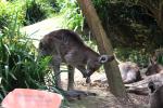 Wellington Zoo 36 - Wallaby