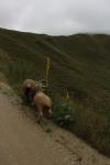 091 - Sheep on Danseys Pass Road