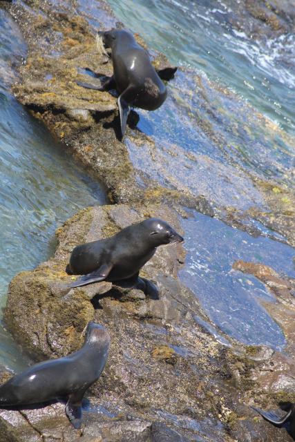 095 - Seals, Kātiki Point