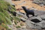 099 - Seal, Kātiki Point