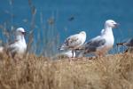 100 - Juvenile seagull, Kātiki Point