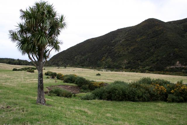 Big Coast 2009 - 09 - Cabbage tree after Cross Creek