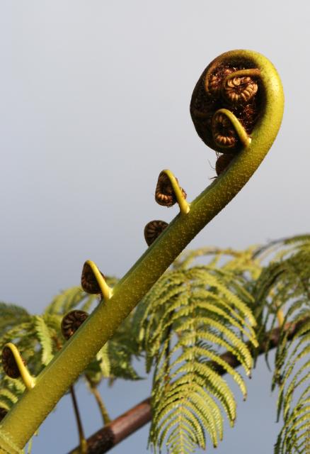 Karori - 12 - Cyathea medullaris (mamaku)