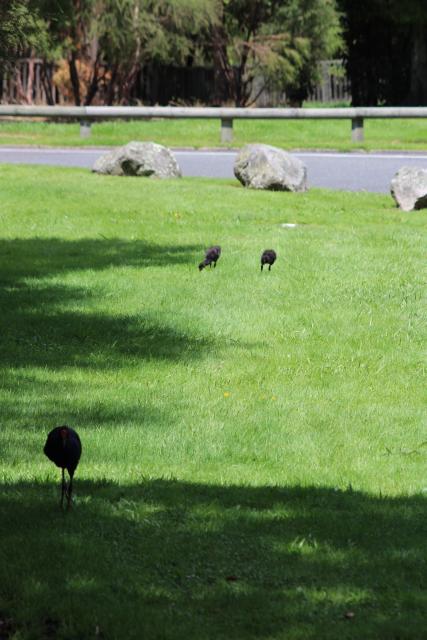 058 - Pukeko, Kuirau Park, Rotorua