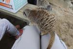 Wellington Zoo 63 - Meerkat