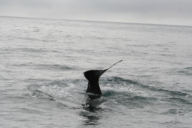 Christmas 2012 - 102 - Sperm whale diving, Kaikoura